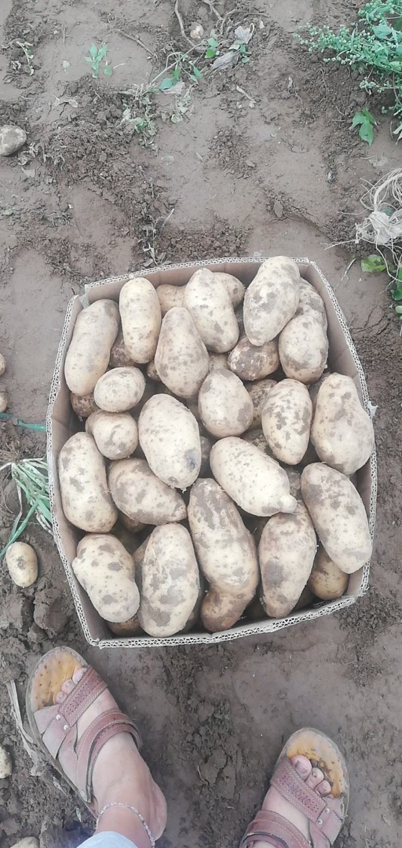 荷兰十五土豆个头大颜色好，三两起步，每天可出100吨。