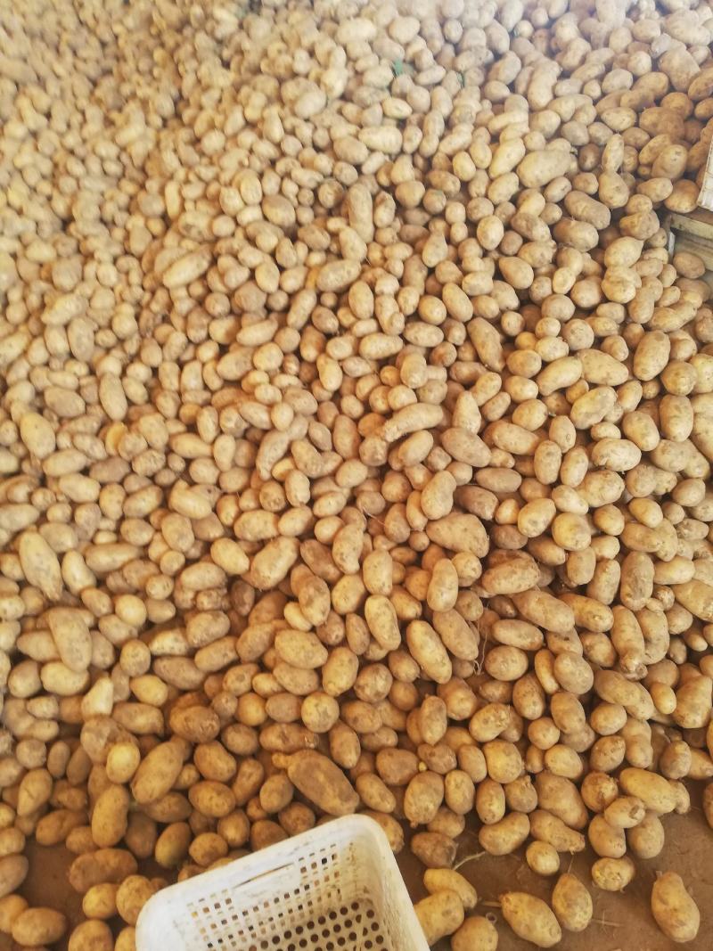 荷兰十五土豆个头大颜色好，三两起步，每天可出100吨。