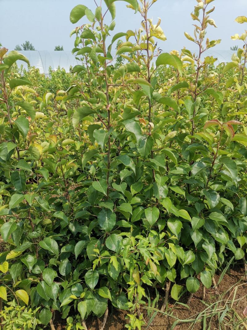 彩叶豆梨秋火焰30--200厘米高