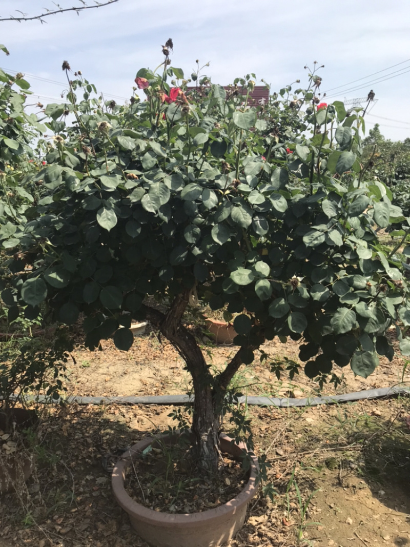月季月季苗造型月季高杆月季月季球月季花瓶