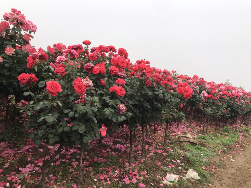 月季月季苗造型月季高杆月季月季球月季花瓶