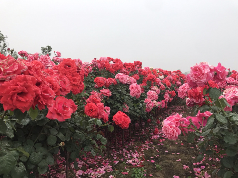 月季月季苗造型月季高杆月季月季球月季花瓶