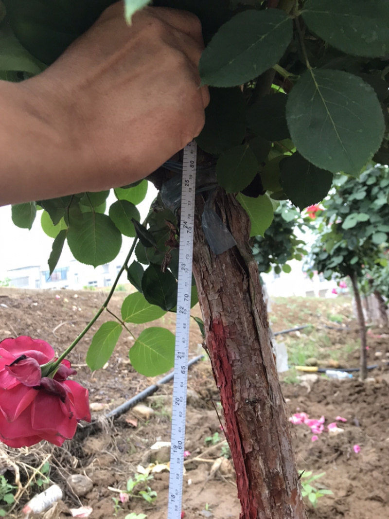 月季月季苗造型月季高杆月季月季球月季花瓶