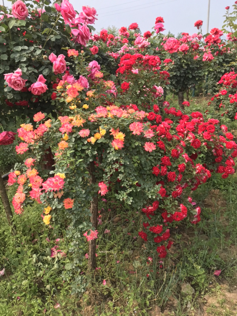 月季月季苗造型月季高杆月季月季球月季花瓶