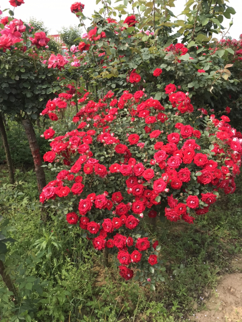 月季月季苗造型月季高杆月季月季球月季花瓶