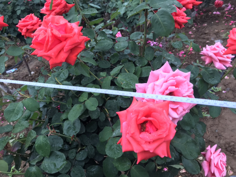 月季月季苗造型月季高杆月季月季球月季花瓶
