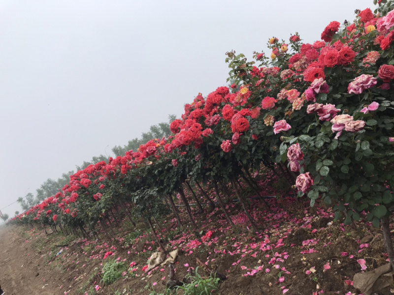 月季月季苗造型月季高杆月季月季球月季花瓶