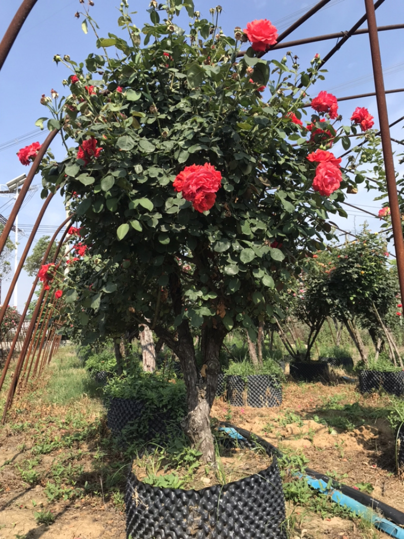 月季月季苗造型月季高杆月季月季球月季花瓶