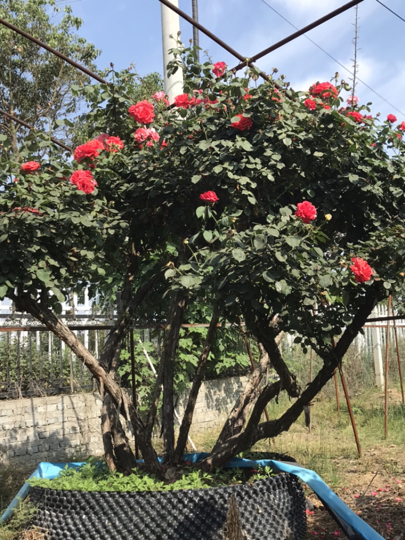 月季月季苗造型月季高杆月季月季球月季花瓶
