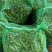 新鲜绿宝石毛豆大量上市湖北当阳合作社直供质优价廉