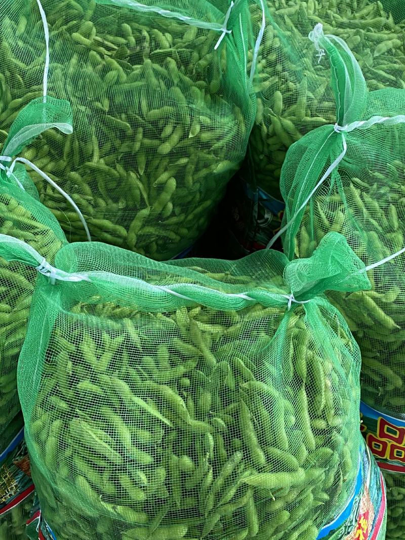 新鲜绿宝石毛豆大量上市湖北当阳合作社直供质优价廉