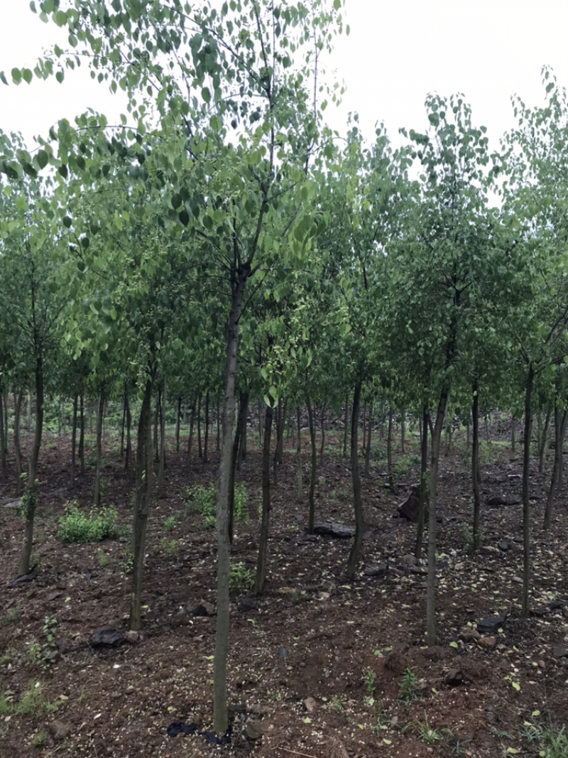 丝棉木3到8公分丝棉木产地直销园林绿化卫矛