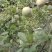湖南省芷江侗族自治县超市**奈李