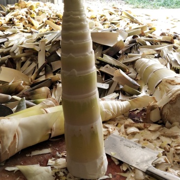 乡下一家竹笋竹笋种植专业合作社