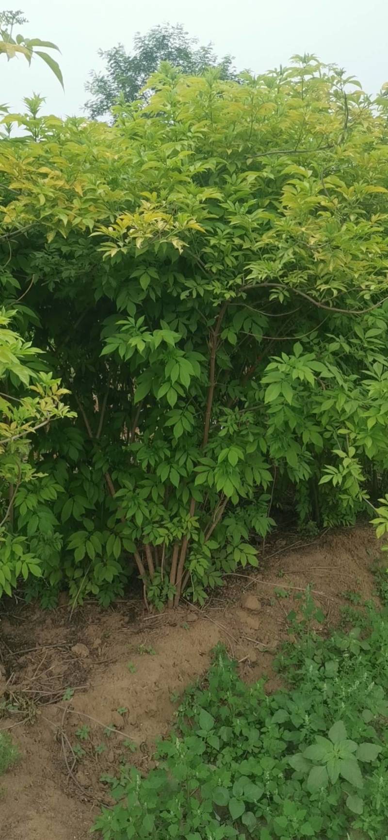独杆暴马丁香，丛生暴马丁香（紫丁香）丁香球，丁香小苗