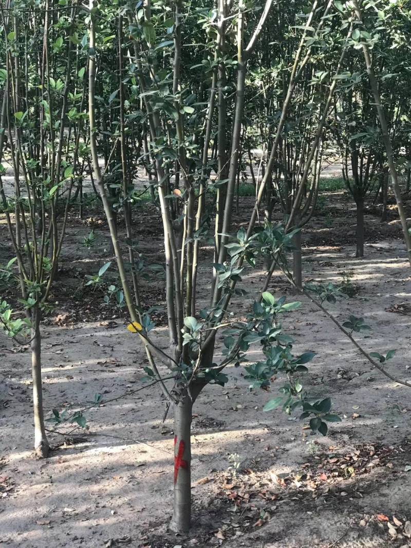 独杆暴马丁香，丛生暴马丁香（紫丁香）丁香球，丁香小苗