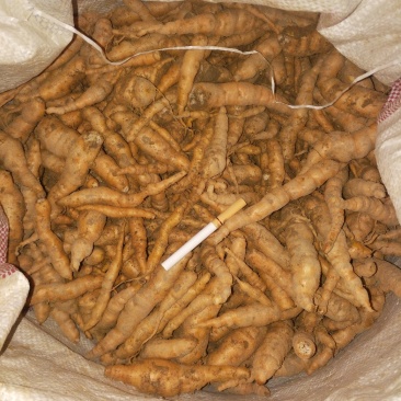 生地栽子每年七月份开始育籽