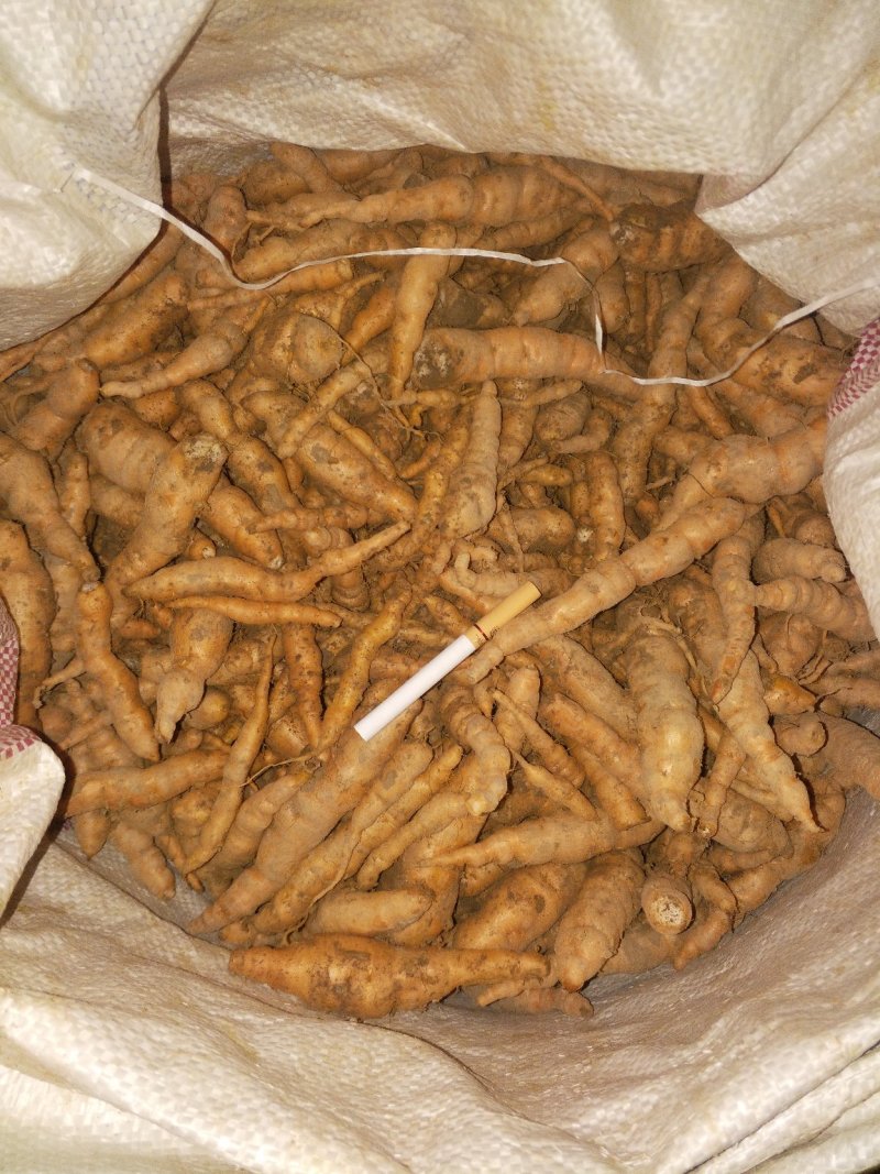 生地栽子每年七月份开始育籽