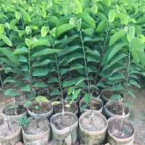 释迦苗，凤梨释迦苗美植袋种苗