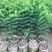 释迦苗，凤梨释迦苗美植袋种苗