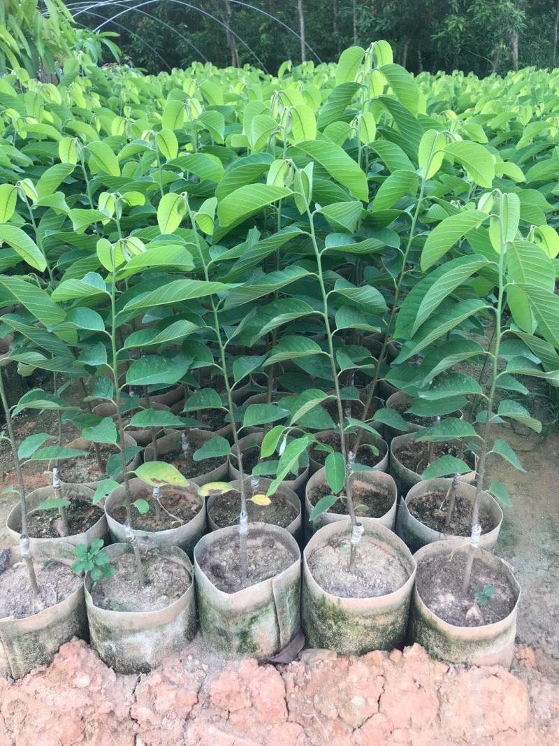 释迦苗，凤梨释迦苗美植袋种苗