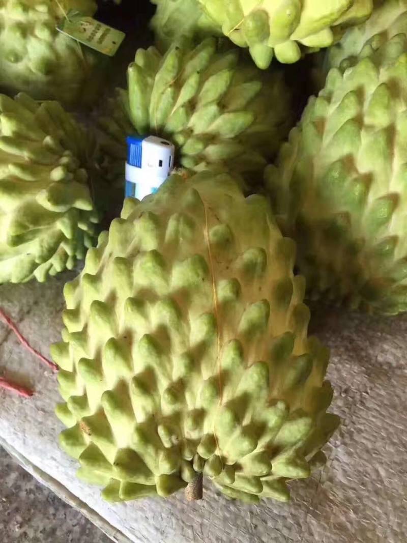 释迦苗，凤梨释迦苗美植袋种苗