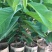 释迦苗，凤梨释迦苗美植袋种苗