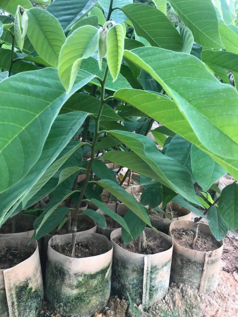 释迦苗，凤梨释迦苗美植袋种苗