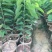 释迦苗，凤梨释迦苗美植袋种苗