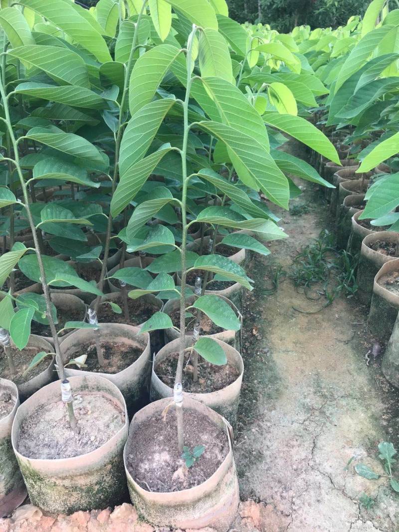 释迦苗，凤梨释迦苗美植袋种苗