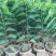 释迦苗，凤梨释迦苗美植袋种苗