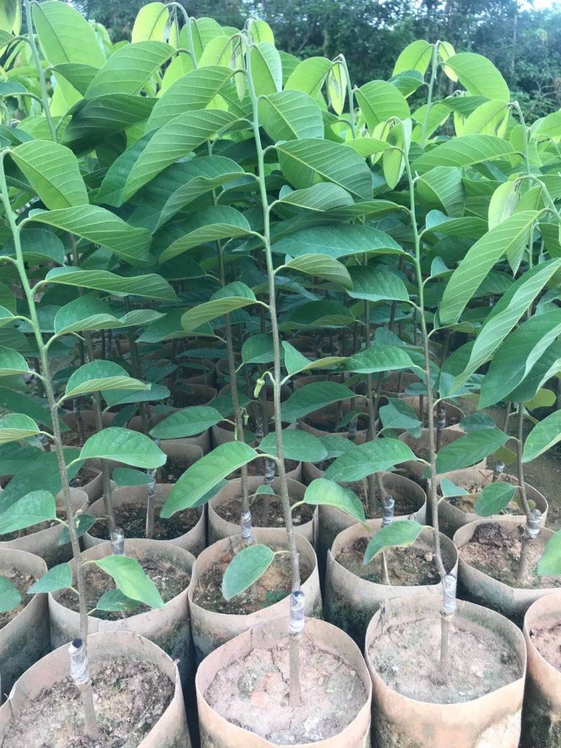 释迦苗，凤梨释迦苗美植袋种苗