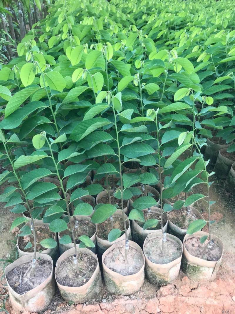 释迦苗，凤梨释迦苗美植袋种苗