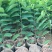 释迦苗，凤梨释迦苗美植袋种苗