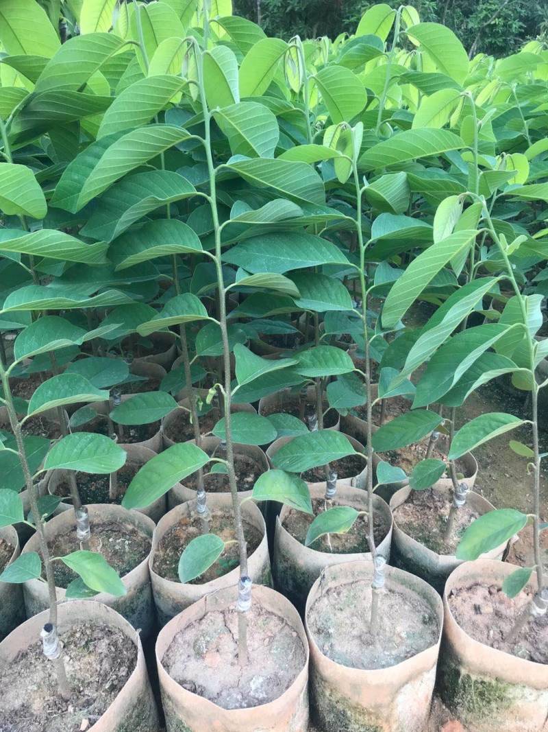 释迦苗，凤梨释迦苗美植袋种苗
