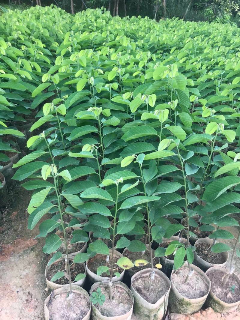 释迦苗，凤梨释迦苗美植袋种苗