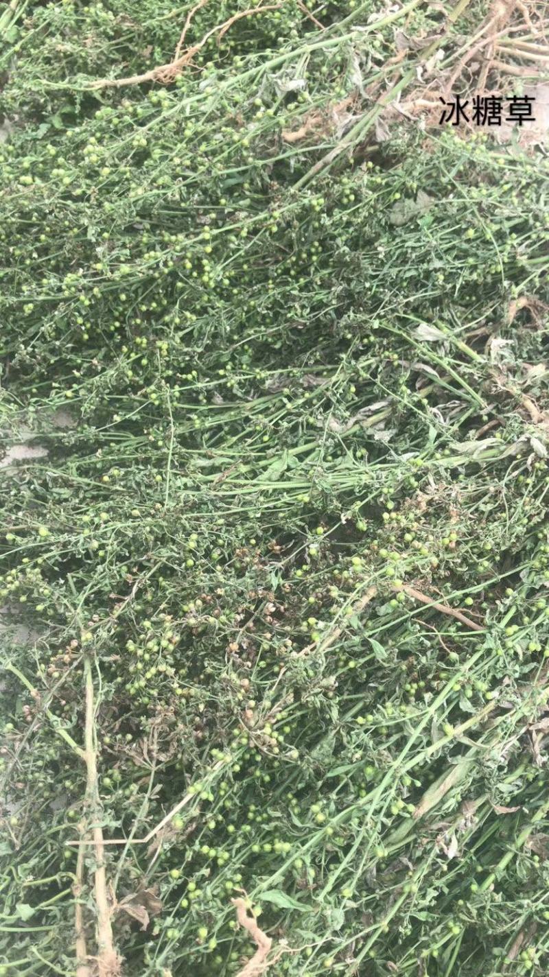 中药材各种中草药，偏冷药材