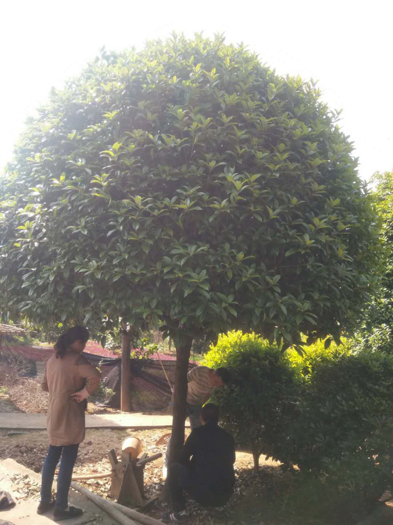 桂花桂花球1公分至20公分各种规格齐全