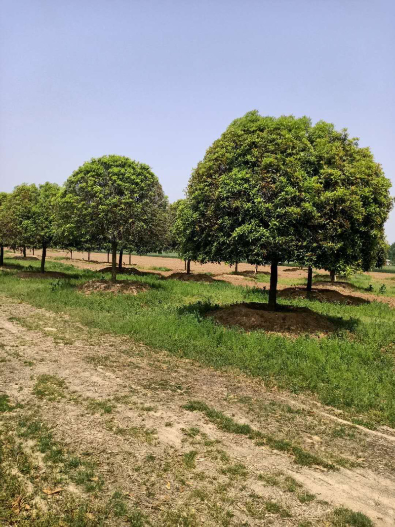 桂花桂花球1公分至20公分各种规格齐全