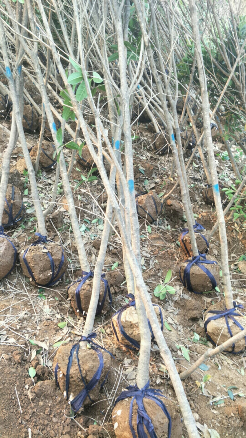 桂花桂花球1公分至20公分各种规格齐全