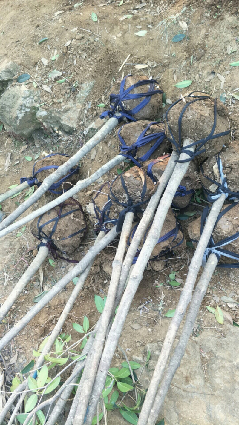 桂花桂花球1公分至20公分各种规格齐全