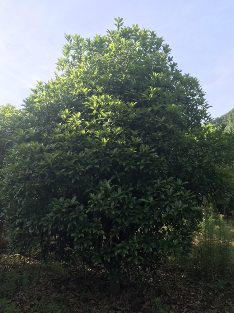 桂花桂花球1公分至20公分各种规格齐全