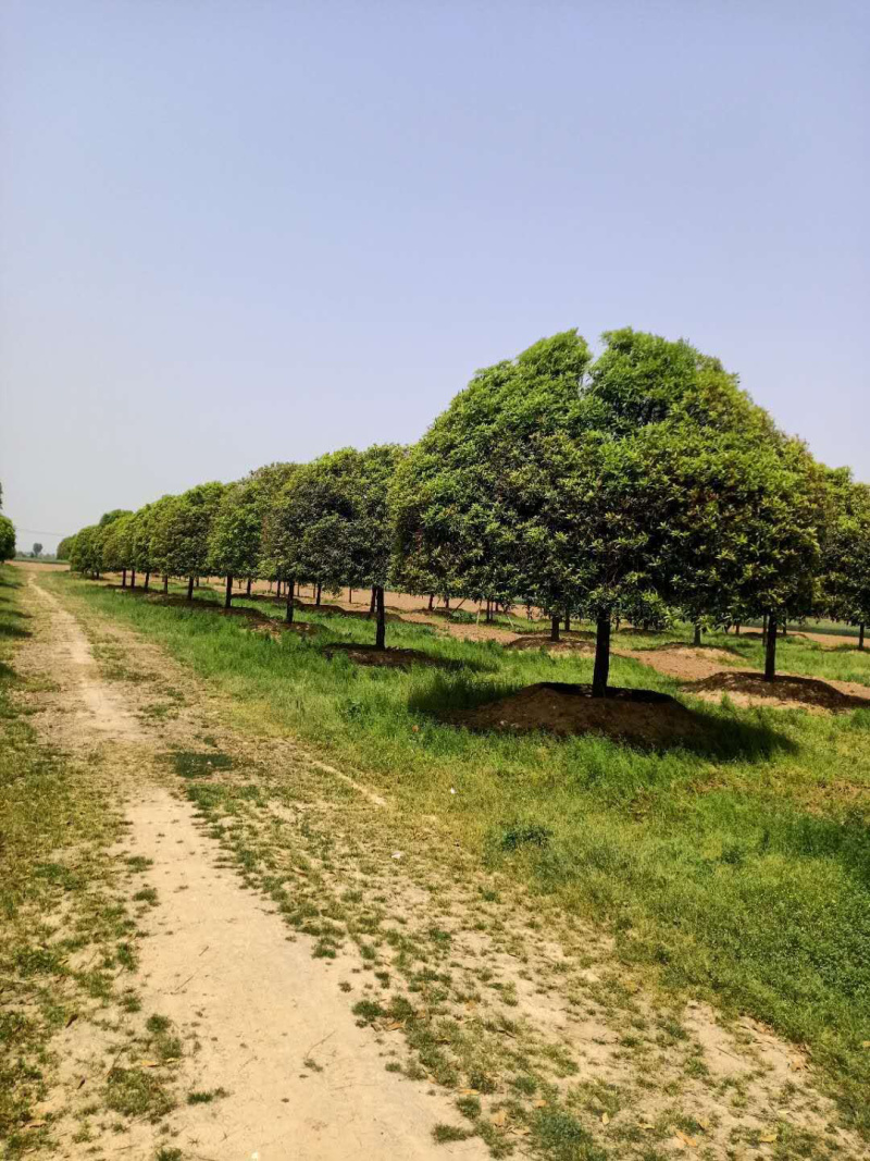 桂花桂花球1公分至20公分各种规格齐全