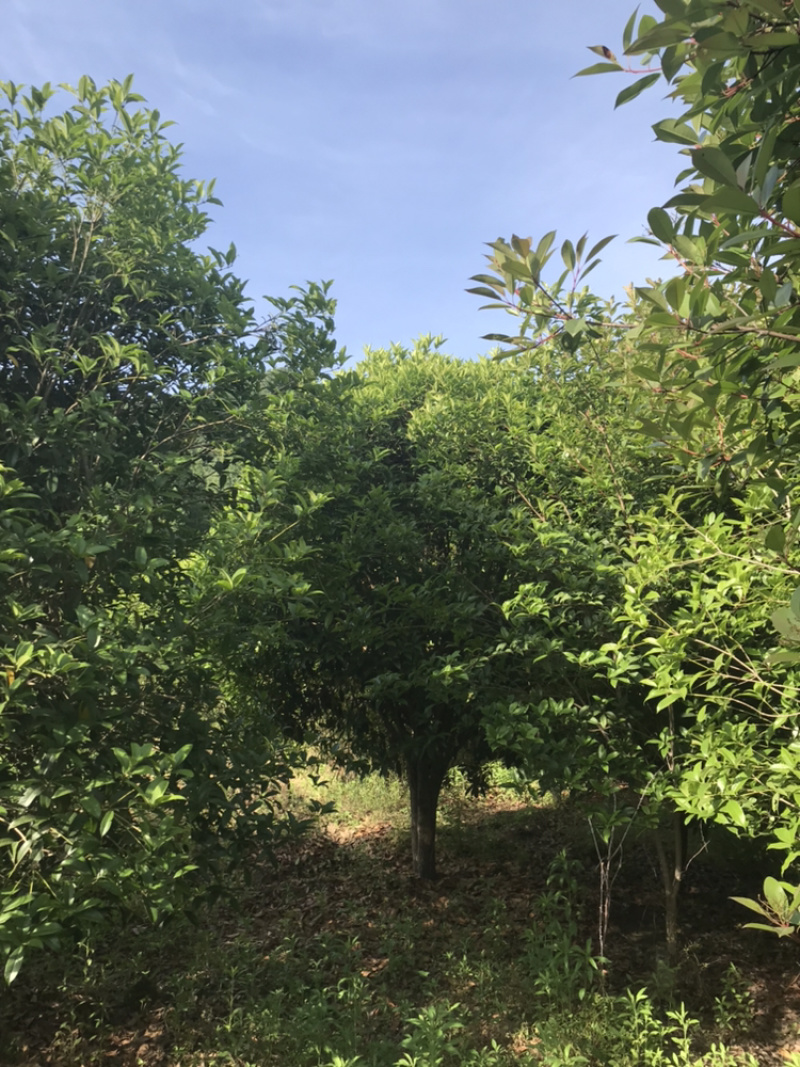 桂花桂花球1公分至20公分各种规格齐全