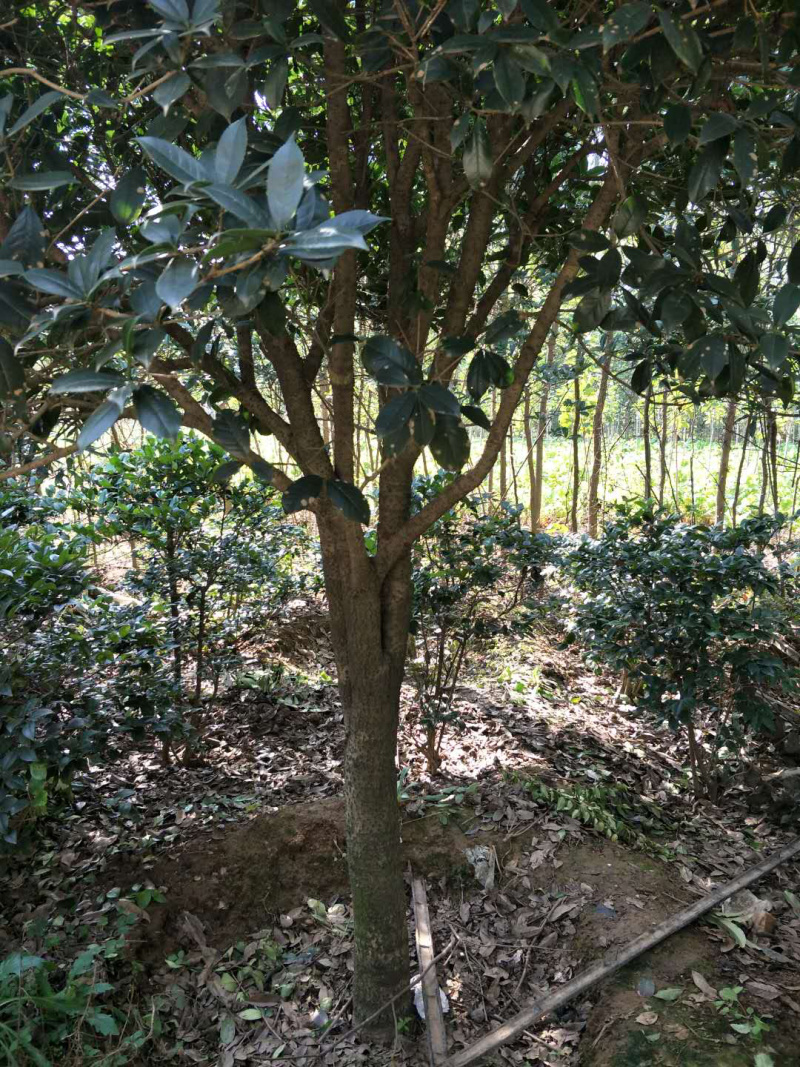 桂花桂花球1公分至20公分各种规格齐全