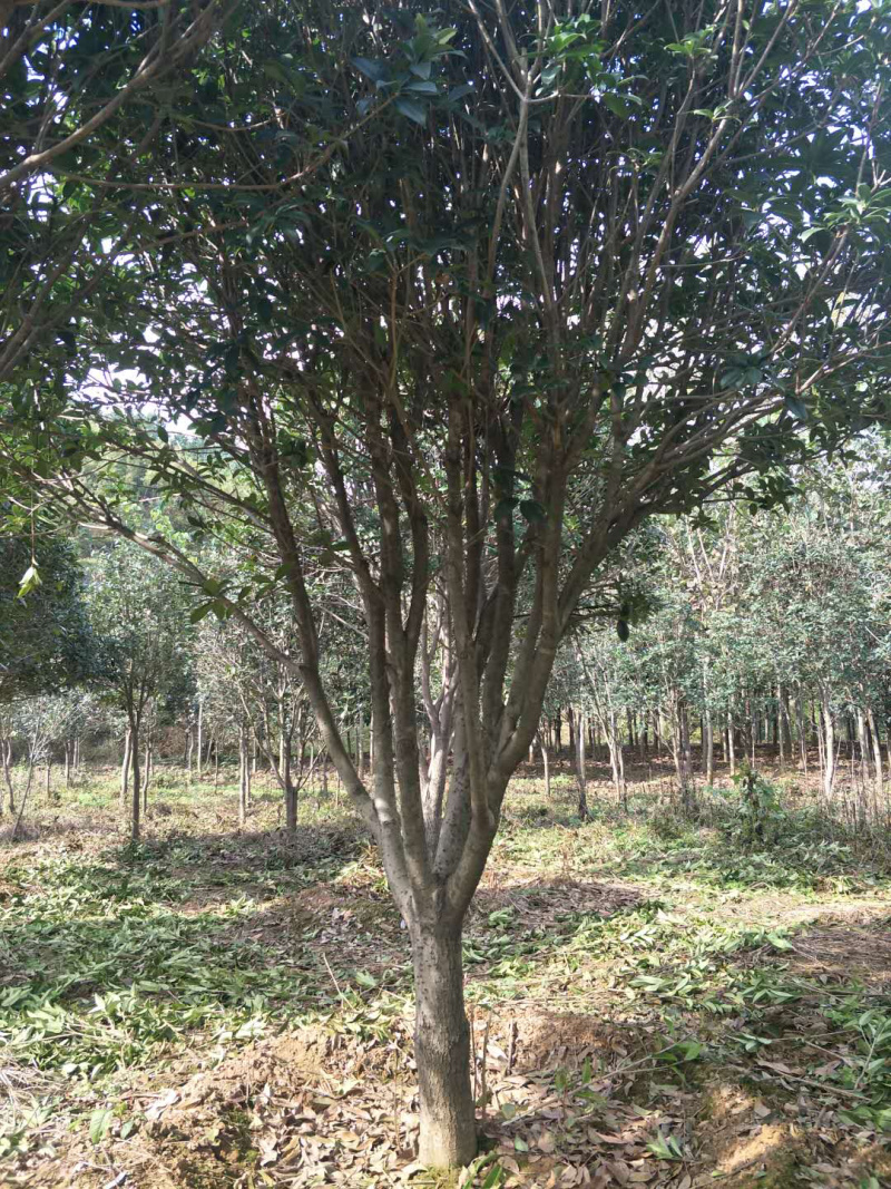桂花桂花球1公分至20公分各种规格齐全