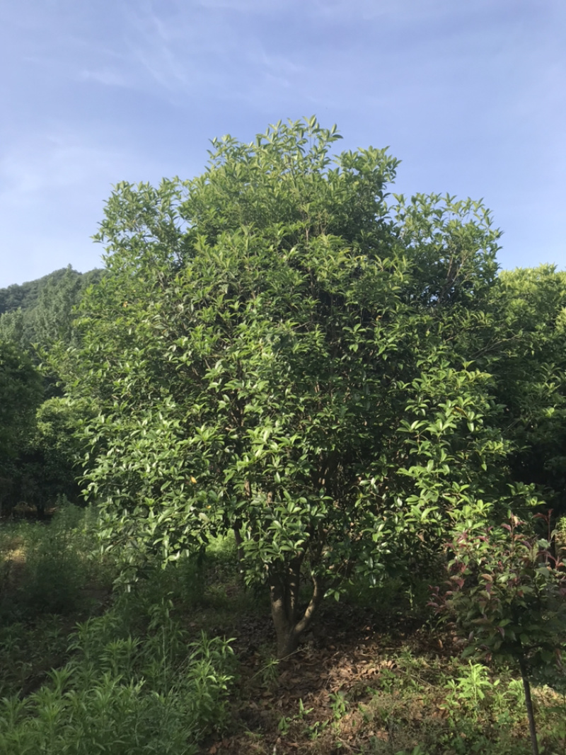 桂花桂花球1公分至20公分各种规格齐全