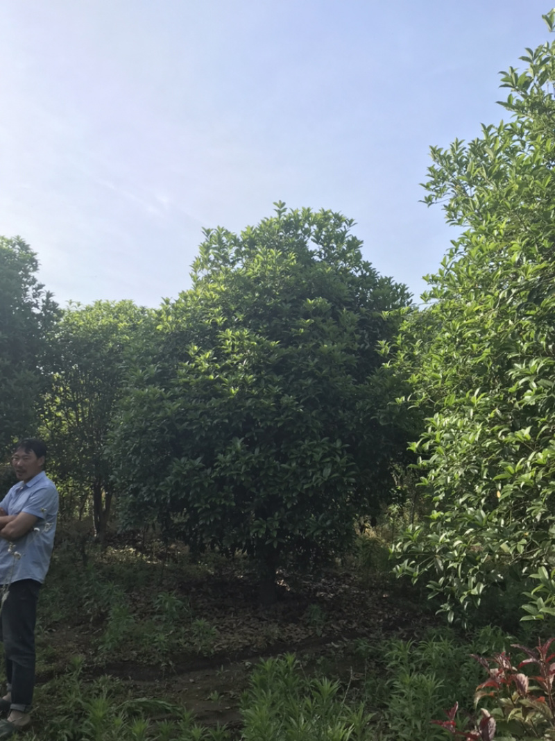 桂花桂花球1公分至20公分各种规格齐全