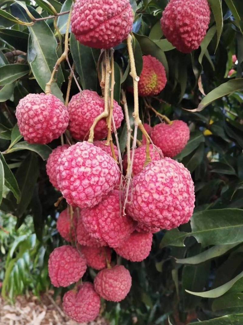 蜜丁香荔枝嫁接美植袋，黑杯苗美植袋大苗