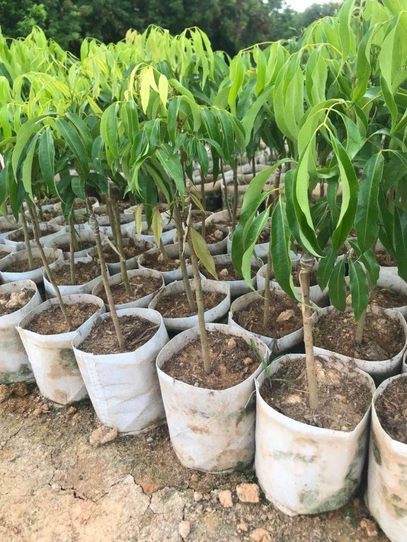 蜜丁香荔枝嫁接美植袋，黑杯苗美植袋大苗
